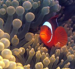 One more Clownfish. by Raul Rodriguez 